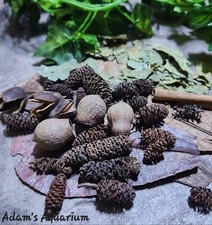 Nano Botanical Enrichment Box Blackwater Aquarium Fish Shrimp Aquascaping