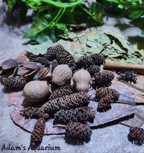 Nano botanical enrichment box - botanical,