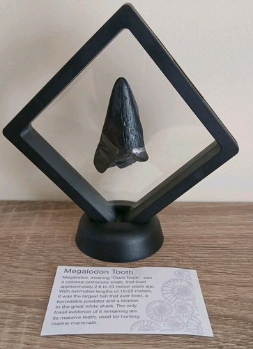 Fossil megalodon shark tooth - fossil,