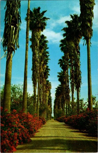 Mcallen postcard palm tree - palm,