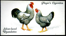 Silver-laced Wyandottes    Chickens   Vintage 1931 Card  JE27MS