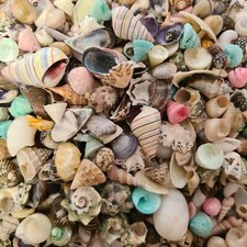 Natural beach shells seashells - natural,