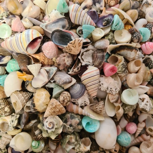 Natural beach shells - beach,