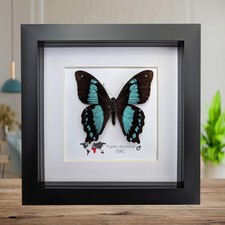 Papilio desmondi, the
