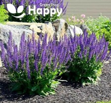 WOODLAND SAGE WEST-FRIESLAND