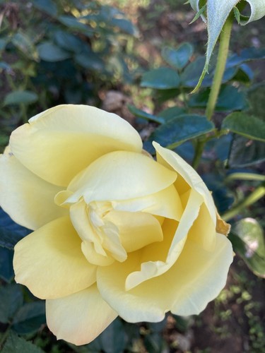 Yellow arthur bell climbing - 'arthur,