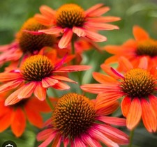 Echinacea prairie blaze - prairie,
