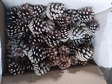 50  Natural Quality Large Pine