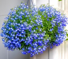 Lobelia Trailing Sapphire -