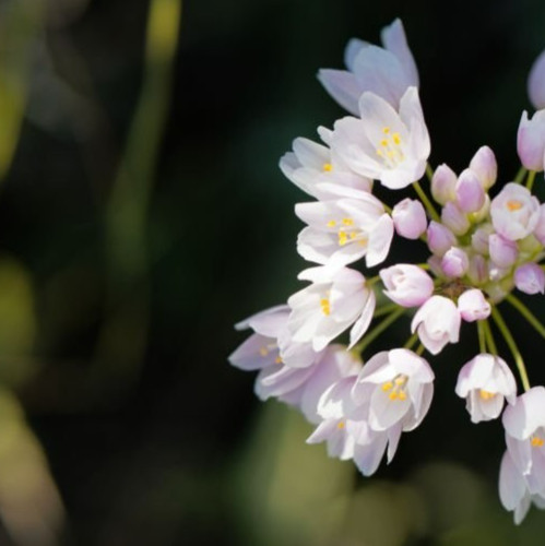 Rosy wild garlic allium - wild,