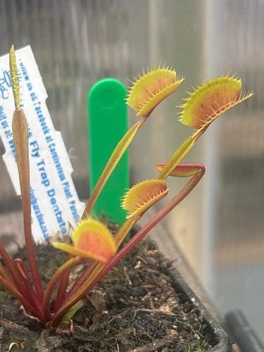 Venus fly trap dentate - venus,