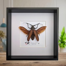 Framed giant longhorn beetle
