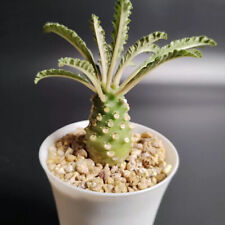 4-5cm 1PCS Live Dorstenia