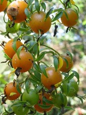 EXOTIC Barbados gooseberry