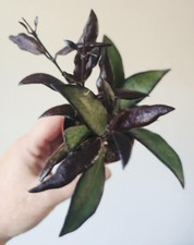 Hoya Rosita Red Maroon Pot6cm Inc Heatpack Houseplant