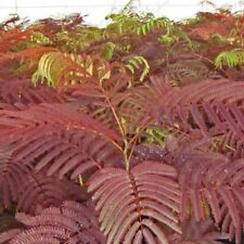 Albizia 'Summer Chocolate' - Exotic Silk Tree Bronze-Purple Foliage - 1 Litre
