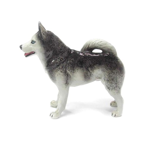 Northern rose dog alaskan - northern,