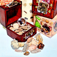 Real Fossil Collection +