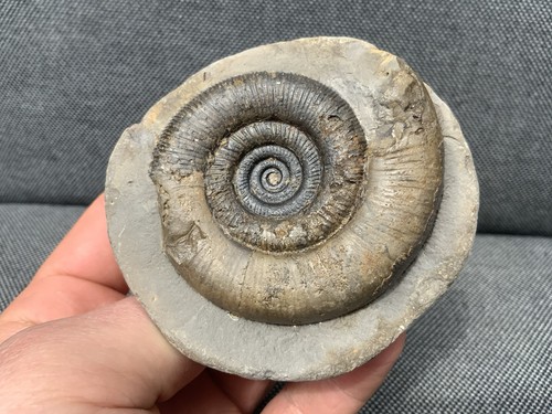 Dactylioceras tenuicostatum