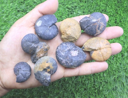 8pcs cheiloceras goniatites - 8pcs,