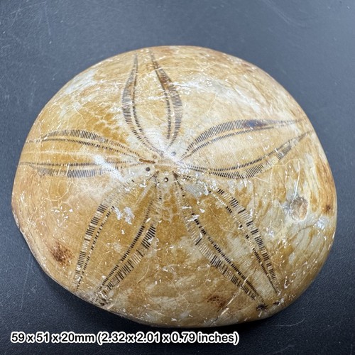 Pygurus fossil sea - urchin, from
