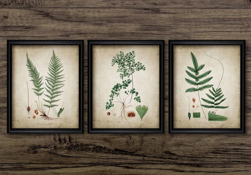Ferns print set vintage - ferns, 3,