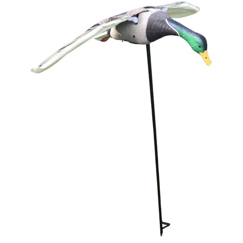 Flapping mallard duck - flapping, decoy