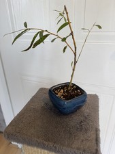 Bonsai weeping willow Starter Tree