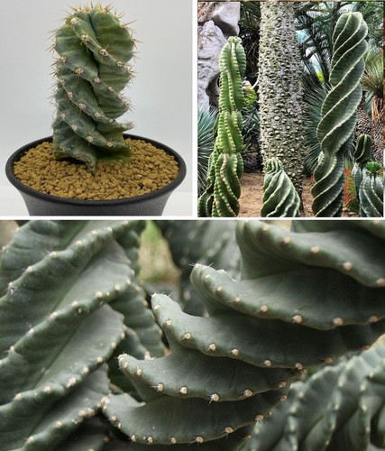 Cactus cereus peruvianus - cactus,