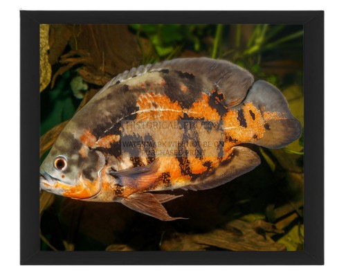 Oscar fish karlsruhe - karlsruhe, zoo