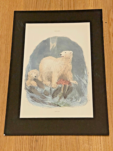 Thomas landseer bears - thomas,