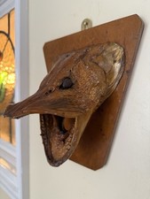 Taxidermy Northern Pike Head