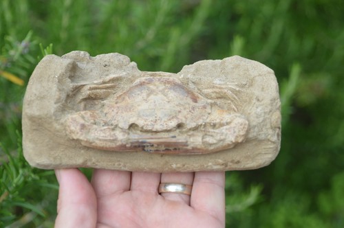 Rare fossil crab female - female, (