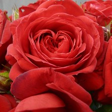 Rose 'Mark's Rose '