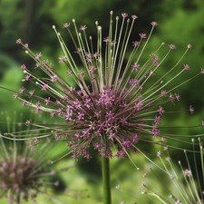 Allium Schubertii Flower Bulbs