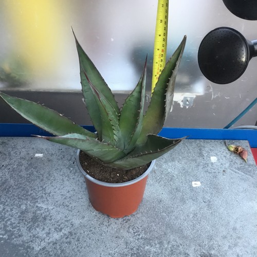 Agave shawii large plant - agave,