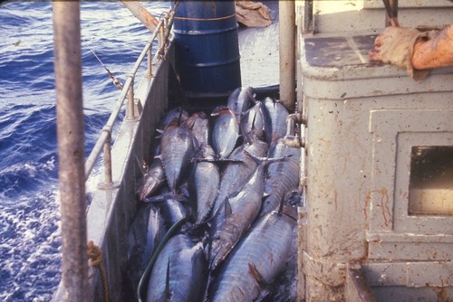 C1960 ektachrome 35mm slide - ektachrome,