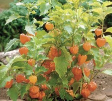 Chinese Lantern"Physalis