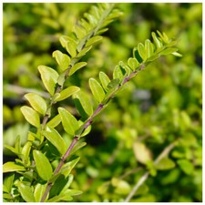 40 Lonicera Nitida  Hedging