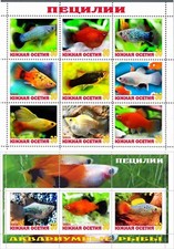 Stamp sheet+block Platies Aquarium fishes 2021 Korea issue