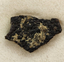 Hadrosaur Egg Shell Fossil