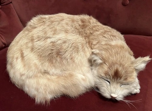 Cat real fake freddy - cat,