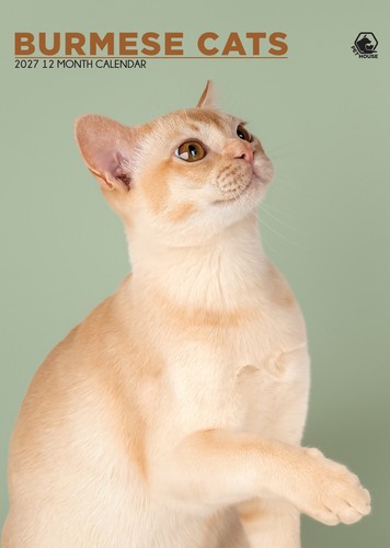 Burmese cats 2027 calendars - cats,