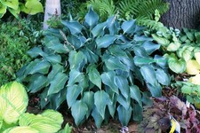 HOSTA BLUE ANGEL PLANTAIN LILY