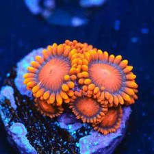 🍊⚠️Orange Oxide Zoa