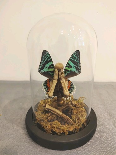 Moon moth winged - moon,
