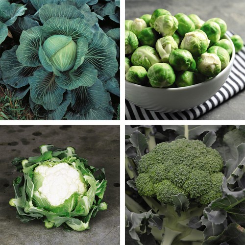 Brassica clubroot - brassica,