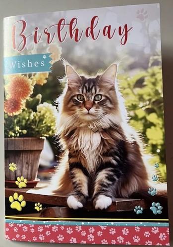 Cute maine coon - cute,