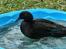 6 Cayuga Black/Green Duck