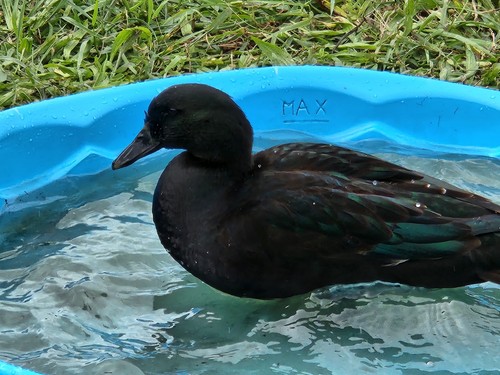Cayuga black green duck - cayuga,